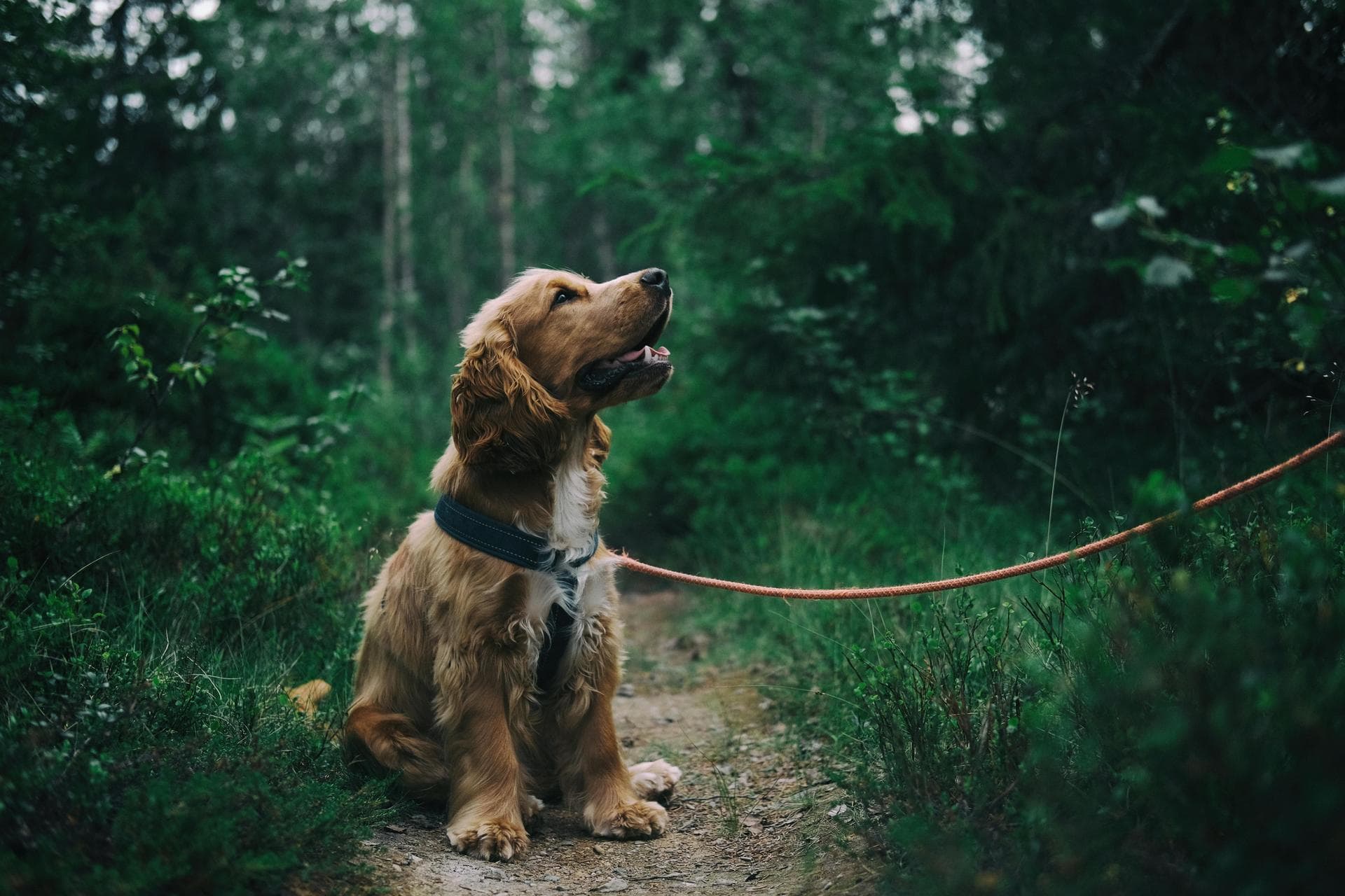 Vet Prescription Prices in Newcastle upon Tyne