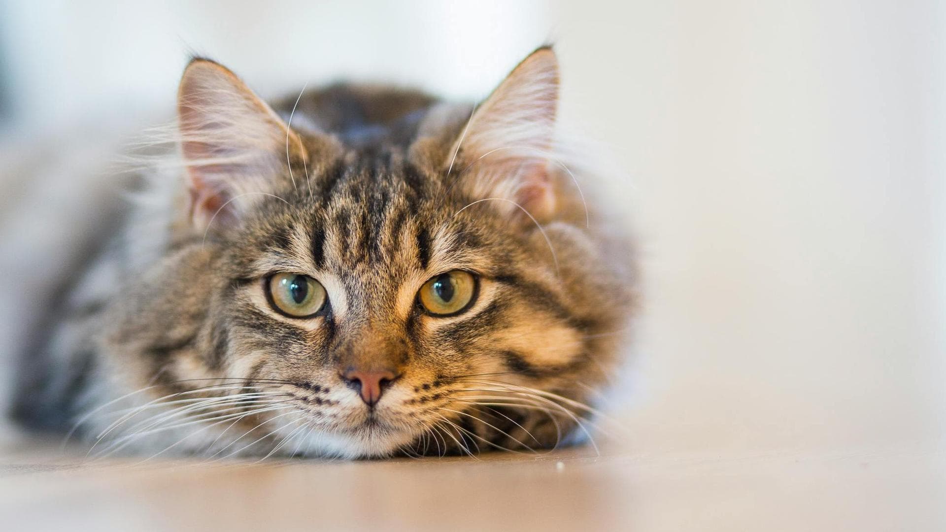 Specialist Vets in Newcastle upon Tyne