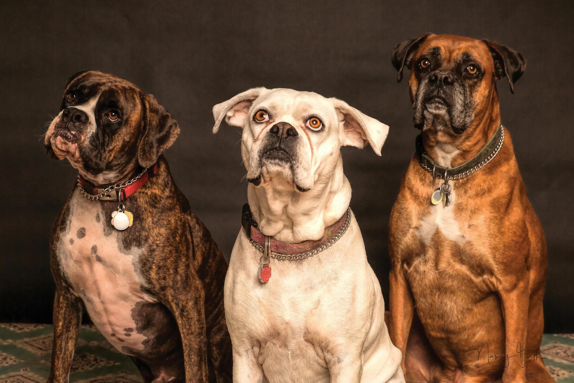 Annual Vaccination With Kennel Cough Prices in Newcastle upon Tyne