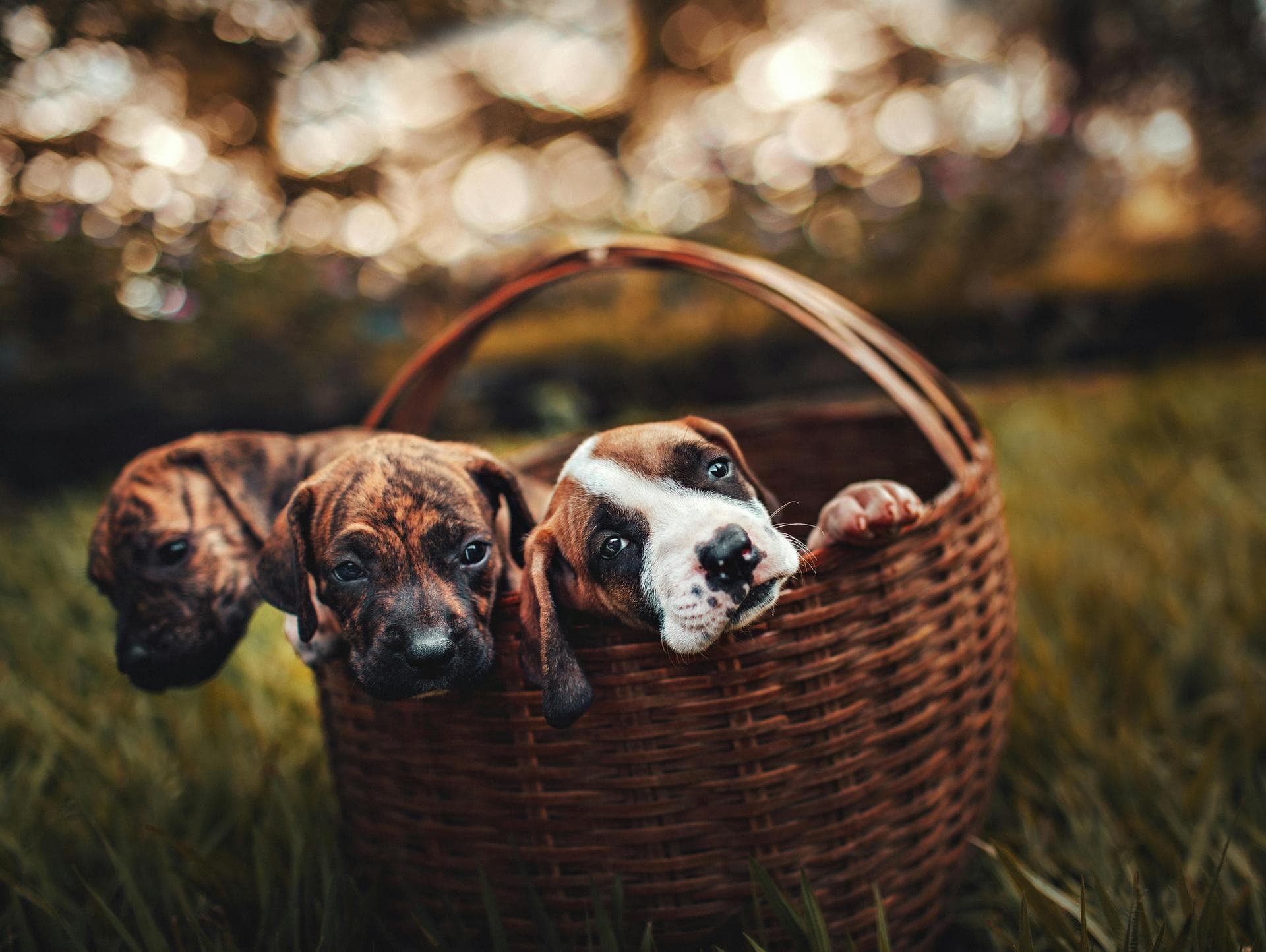 Annual Vaccination With Kennel Cough Prices in Newcastle upon Tyne