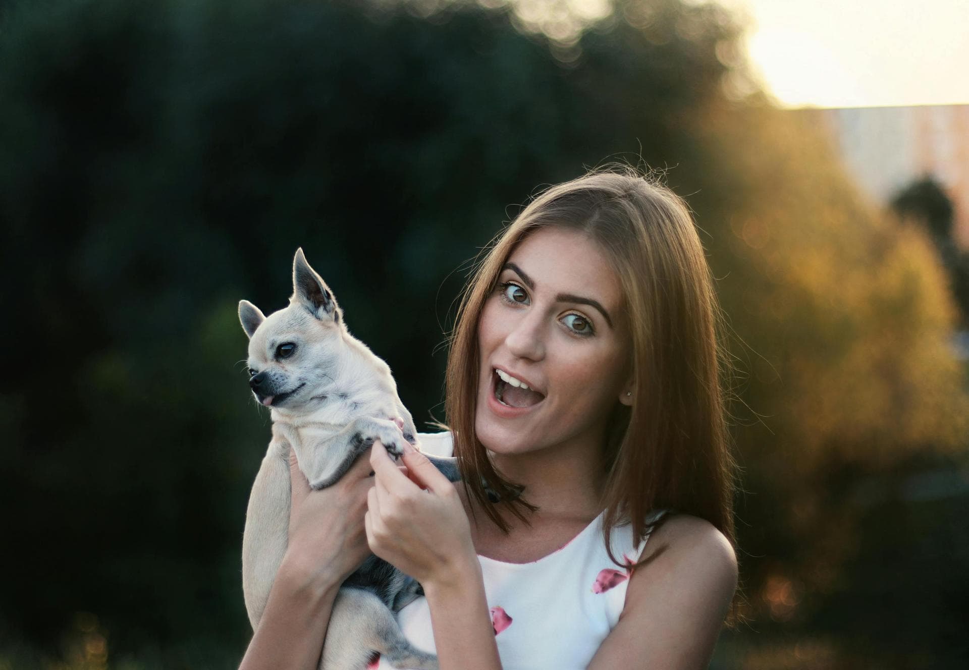 Dog Cremation Prices in Newcastle upon Tyne