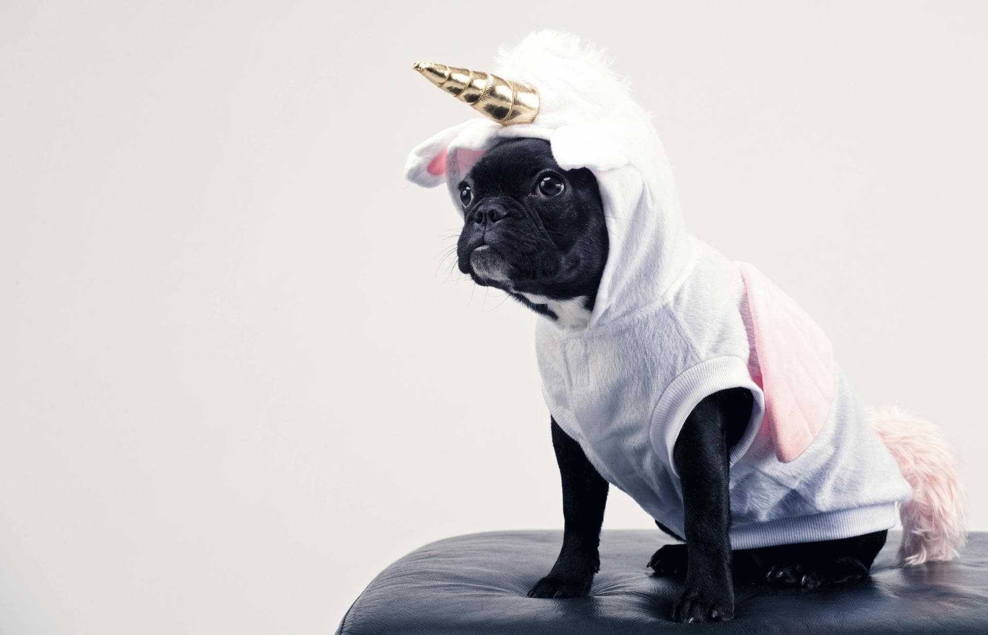 Kennel Cough Vaccine Prices in Newcastle upon Tyne