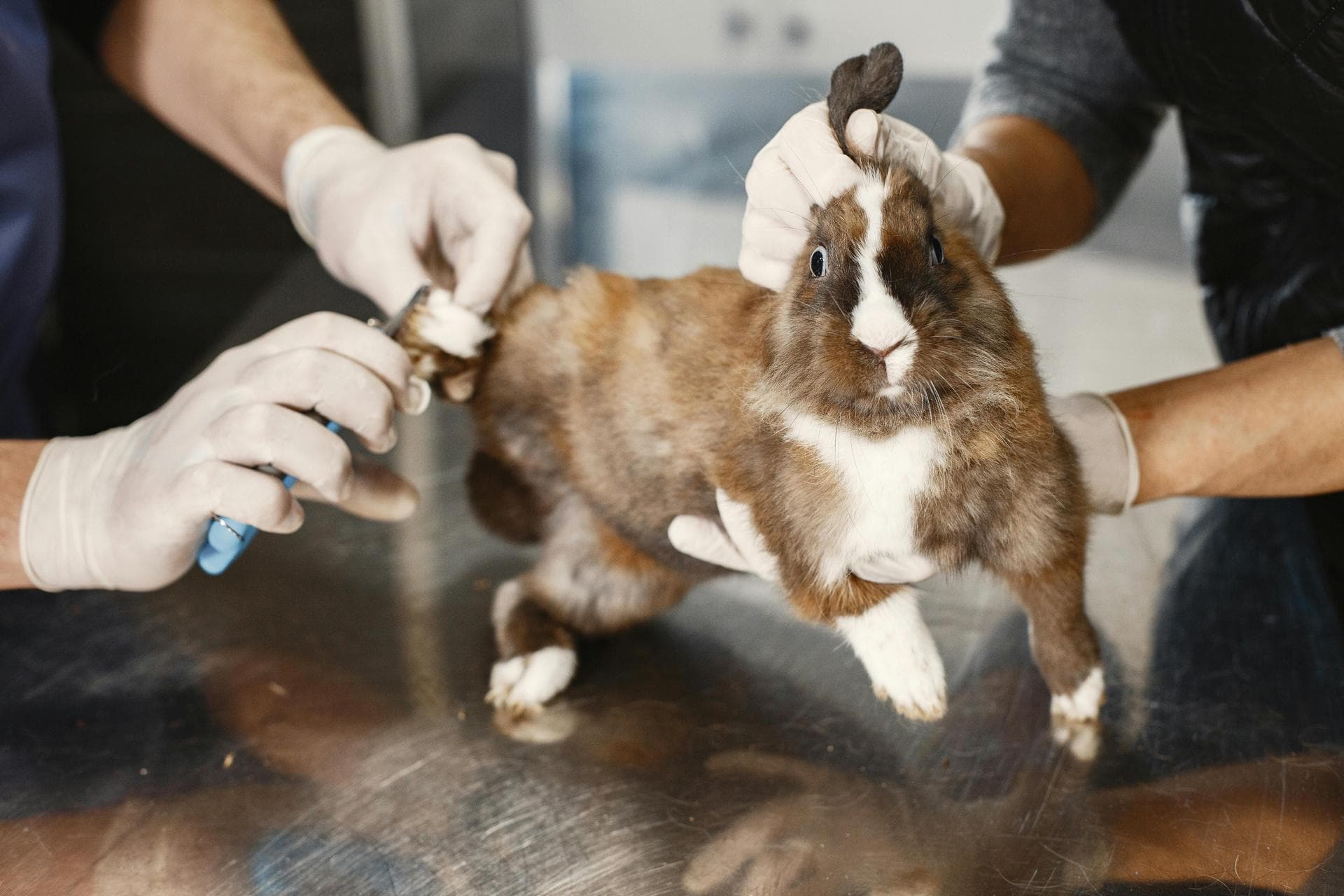 Cat Spay Castrate Neutering Prices in Newcastle upon Tyne