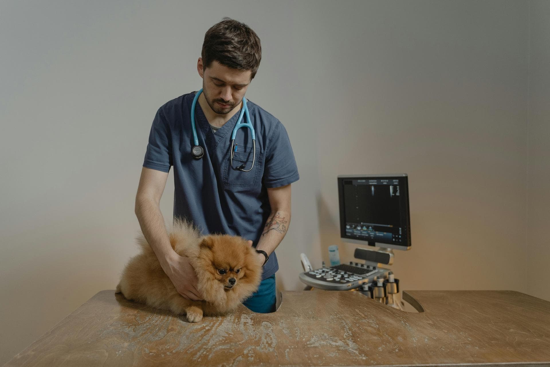 Dog & Cat Vets in Newcastle upon Tyne