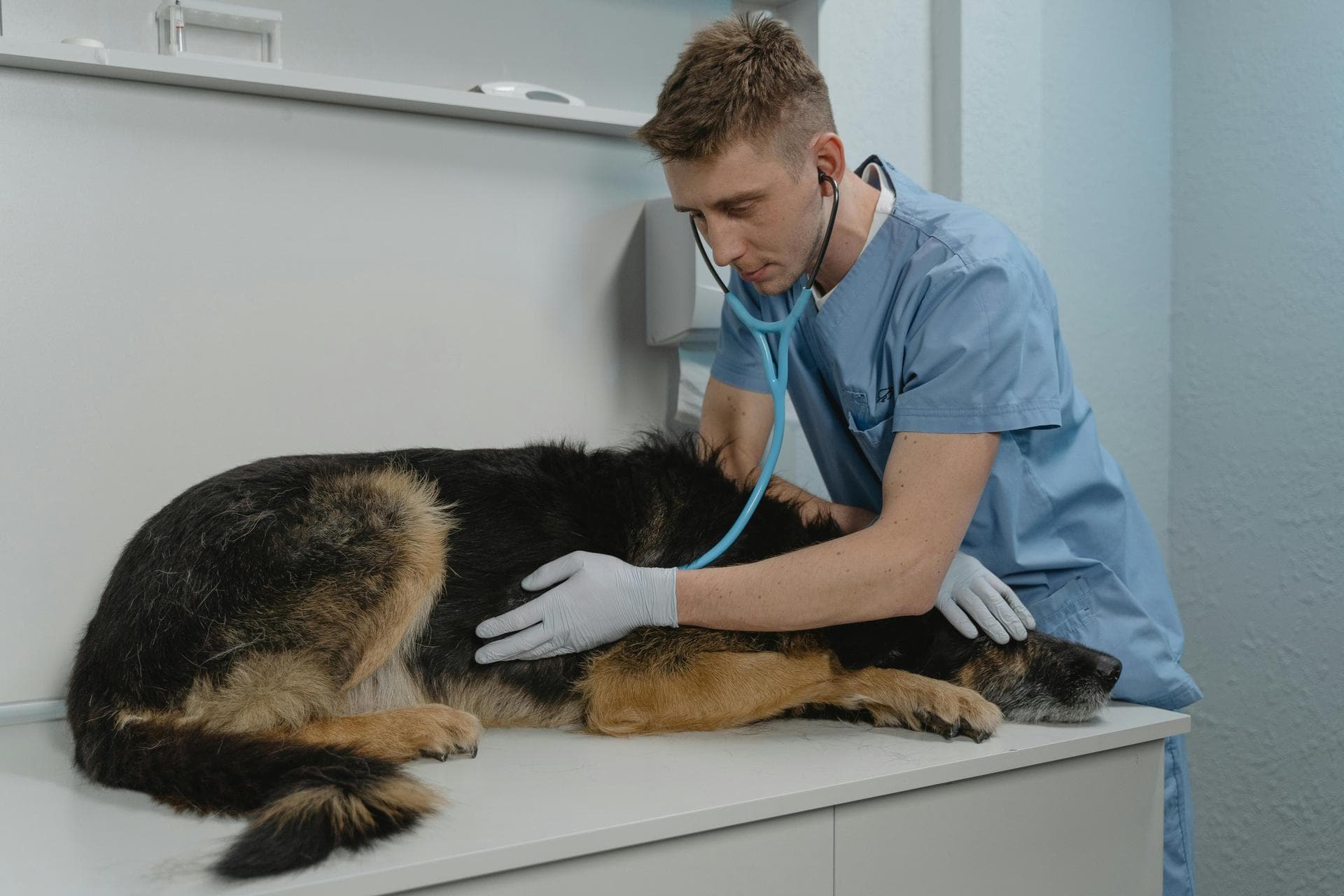 Vet Consultation Prices in Newcastle upon Tyne